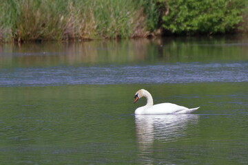 Swan on a lake