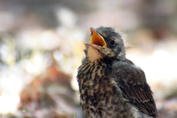 fieldfare juvenile with opened beak standing on the ground