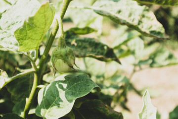 Solanum melongena