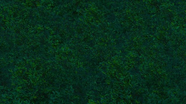 Evergreen trees bending in a storm.  Solid green background from patterns of trees bending from a strong wind. Hurricane, tornado, death bomb or modern stylish design concept. 3d animation loop