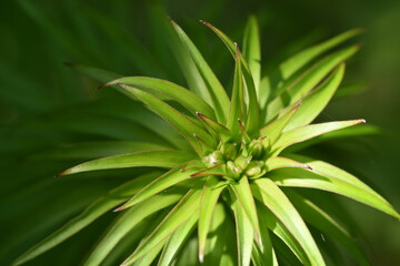 Junge Blätter einer Tigerlilie © christiane65