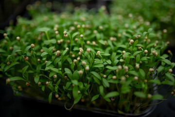 selective focus. coriander microgreens in container. Sprouting Microgreens. Seed Germination at home. Vegan and healthy eating concept. Sprouted pea Seeds, Micro greens. Growing sprouts. city farm