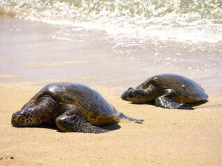 ハワイ、オアフ島、ウミガメの甲羅干し