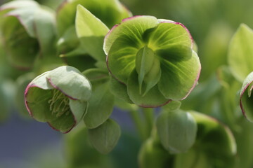 close up of a plant