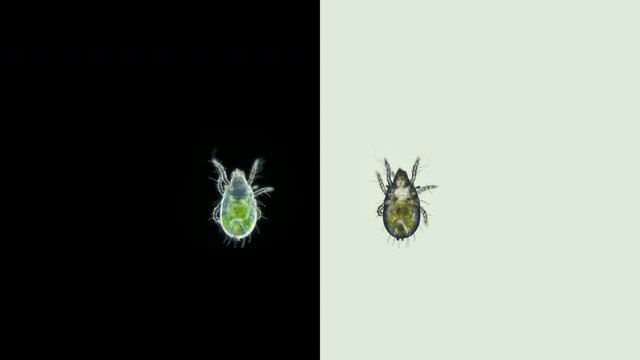 Acari (mite) Oribatida under microscope are saprosphago, , order Sarcoptiformes, possibly of the family Trhypochthoniidae, scavengers, some species of predators