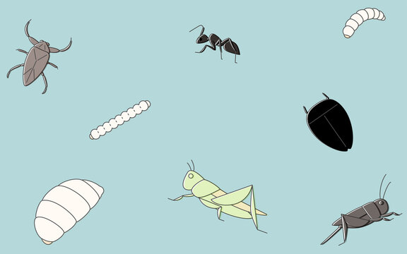 食用可の昆虫、壁紙背景イラスト