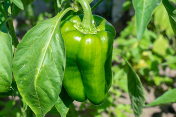 Close-up big raw young ripe tasty juicy green bell pepper and green leaves. Growing sweet pepper.