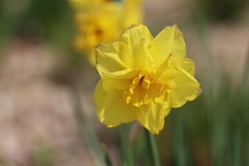 Fototapeta premium yellow daffodil flower