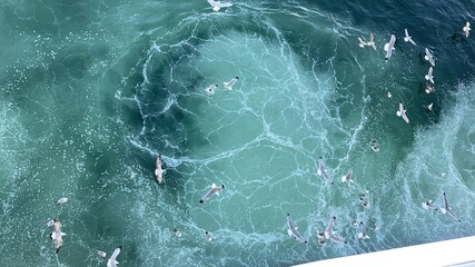 seagulls