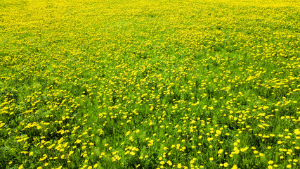 Fototapeta premium Aerial view of dandelion field. Flowers blooming. aerial photo from flying drone