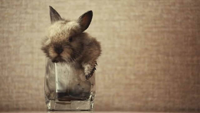 footage of rabbit animal glass 