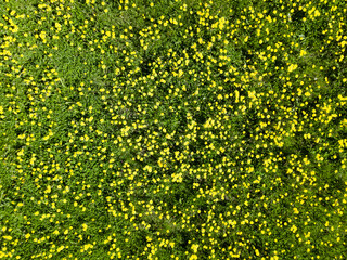 View from the air of dandelion field. Flowers blooming. Summer background. - 436463712