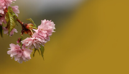 Prunus serrulata 'Kiku Shidare'. Sakura flowers in the corner of the desktop with place for text