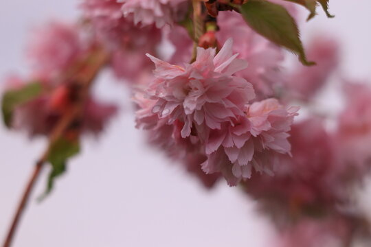 Prunus serrulata Kiku-shidare-zakura. Overhanging shrub pink in bloom. Detail of flowers.