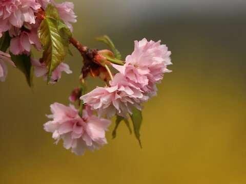 Prunus serrulata Kiku-shidare-zakura. Overhanging shrub pink in bloom. Detail of flowers.