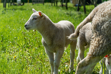 Obraz premium Organic sheep, with their kid, lie in the grass, enjoying the heat.