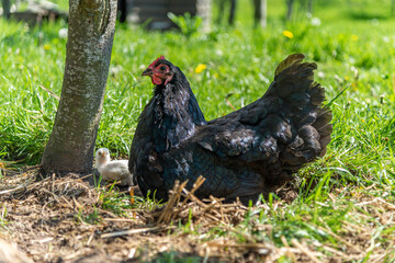 Hen mother, with her new cub, enjoys herself in the grass, on the organic farm