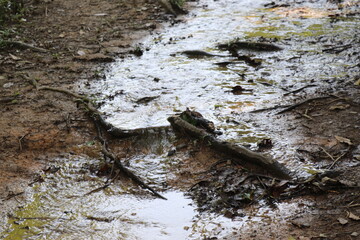 地面　濡れた　濡れている　じめじめ　雨　雨上がり