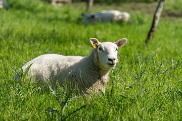 Naklejka na ściany i meble Organic sheep, lying in the grass, and enjoying the heat.