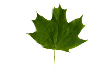 Green maple leaf isolated on white background