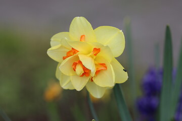 Fototapeta premium daffodils in the garden, in spring