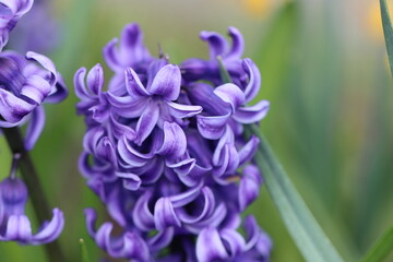 blue flowers