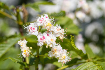 Kastanienblüte