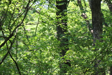 山の中　山奥　緑　葉っぱ　森