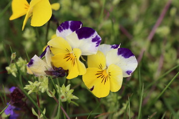 yellow and purple flowers
