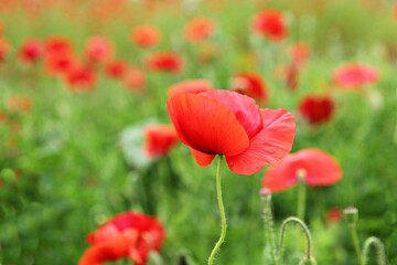 Naklejka premium 한국공원에핀꽃입니다