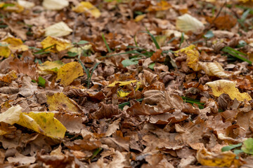 Abstract autumn background. Close-up view of dry brown fallen leaves from oak and birch trees on the ground in the forest. Selective focus. Side view. Copy space for your text.