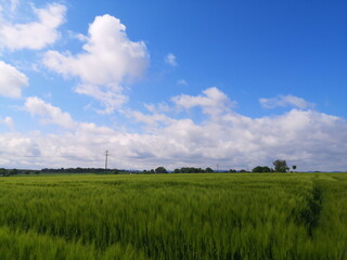 Fototapeta na wymiar Blauer Himmel mit weißen Wolken über grünen Feldern in der Provinz in Hagen bei Lage in Ostwestfalen-Lippe