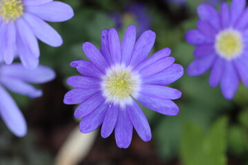 Fototapeta premium blue flowers in spring