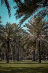 palm trees with sky background