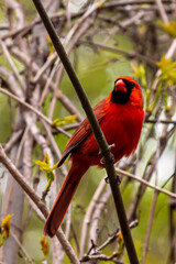 Beautiful Cardinal