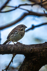 Song Sparrow