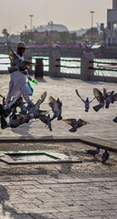 pigeons and doves 