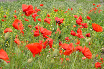 Obraz premium Red poppies and sunny summer meadow
