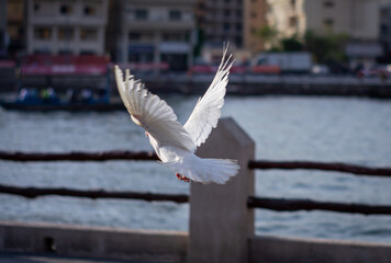 pigeons and doves 