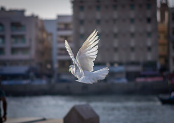pigeons and doves 