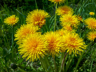 Macro shot of bright yellow dandelion (Lion's tooth) flower heads in the meadow