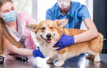 Veterinarian team examines a sick Corgi dog