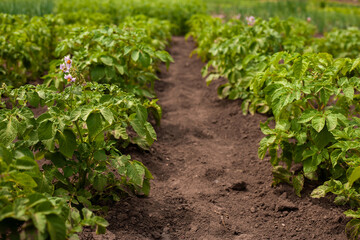 Fototapeta na wymiar Beautiful background with healthy green potato plants with lilac flowers. Agricultural planting of potatoes.