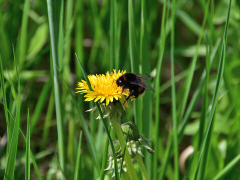 Close-up of a furry bumblebee, which, after hibernation, hardly climbed a yellow dandelion in green wild grass on a sunny day.