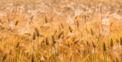Fototapeta premium Barley grains ready for harvest on the farm.