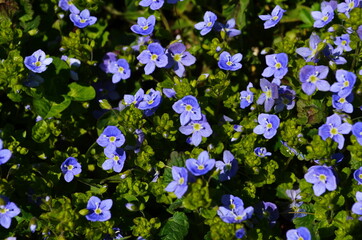 Beautiful veronica chamadris - blue flowers in spring. Floral background. © maria