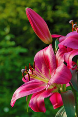 pink lilies in summer light with green background