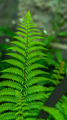 Abstract green leaves background