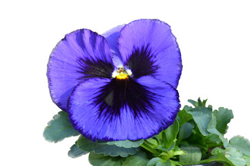 purple pansies isolated