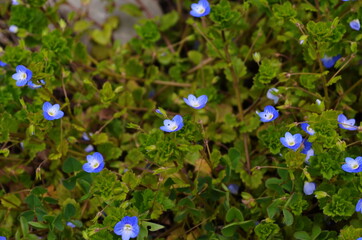 Beautiful veronica chamadris - blue flowers in spring. Floral background. © maria